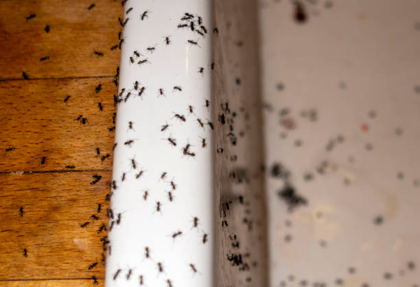 Best Bed Bug Extermination  in Malabar, FL